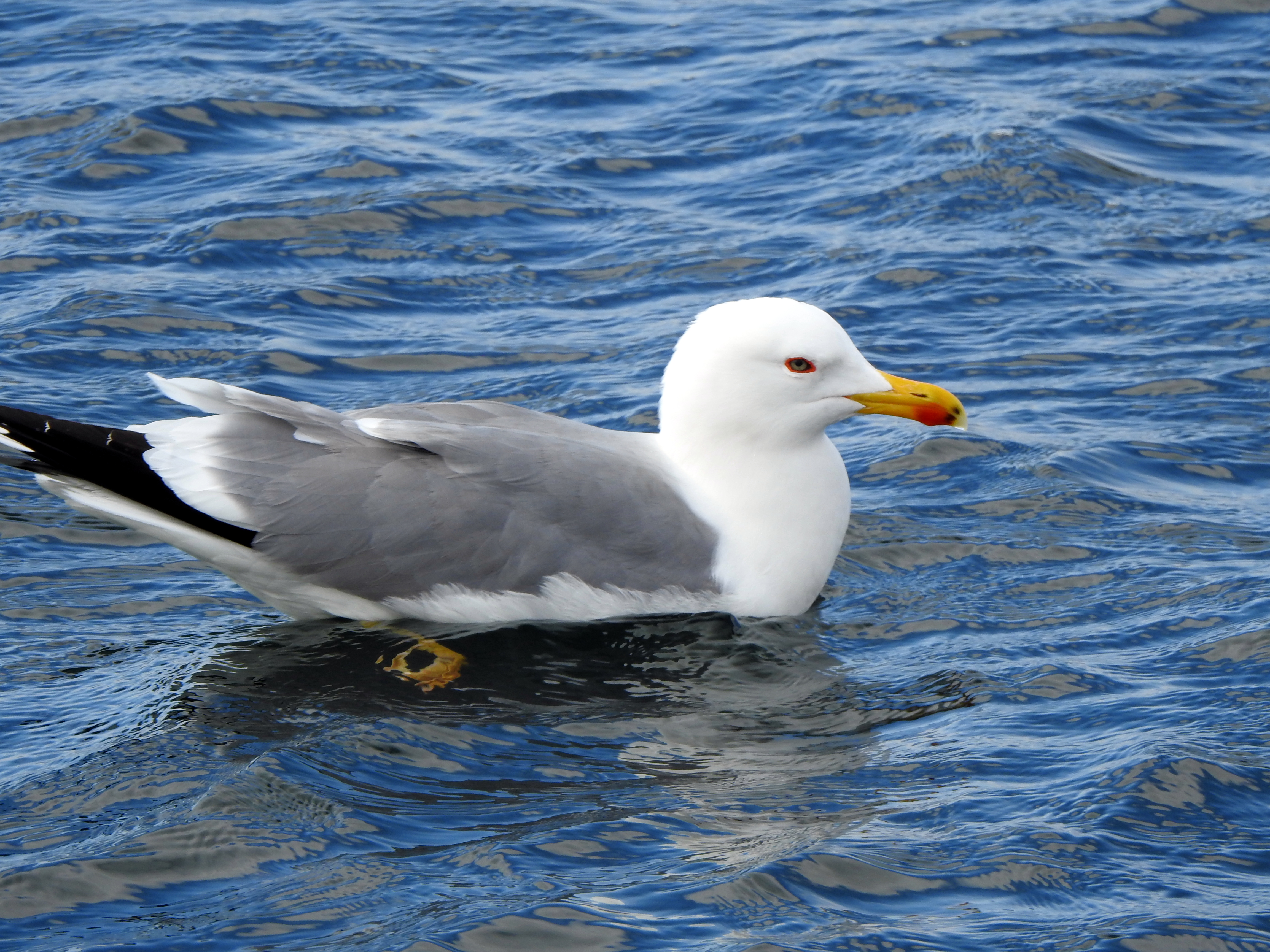 Yellow-legged gull